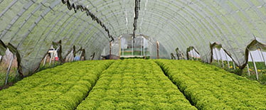 Landwirtschaft und Gartenbau